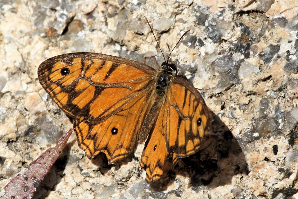 Ringed Xenica (Geitoneura acantha)